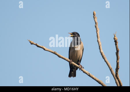 Bird : Portrait d'un mâle chanteur Rosy Starling perché sur une branche d'arbre Banque D'Images