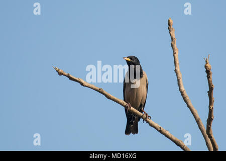 Bird : Portrait of a male Rosy Starling perché sur une branche d'arbre Banque D'Images