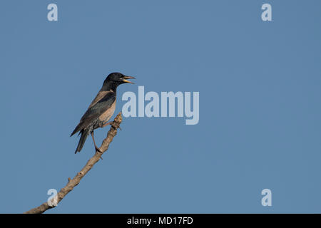 Bird : Portrait d'un mâle chanteur Rosy Starling perché sur une branche d'arbre Banque D'Images