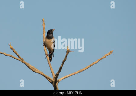 Bird : Portrait of a male Rosy Starling perché sur une branche d'arbre Banque D'Images