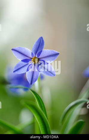 Ipheion uniflorum n ou fleur de source star,fleurs bleu, macro, Banque D'Images