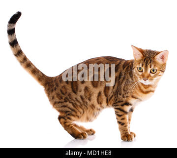 Bengal Cat pur-sang sur un fond blanc. Chat de race. Banque D'Images