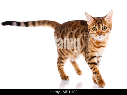 Bengal Cat pur-sang sur un fond blanc. Chat de race. Banque D'Images