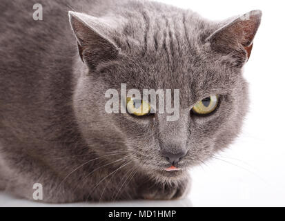 Portrait de chat sans race. Un simple chat gris Banque D'Images