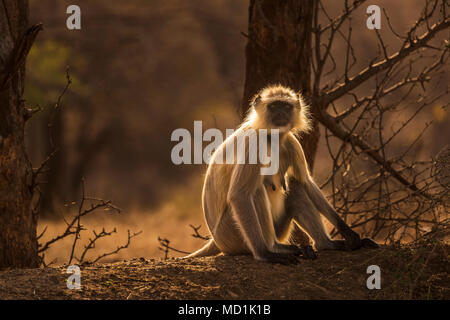 Entelle gris rétroéclairé (Semnopithecus animaux singe), un singe vervet, assis dans la forêt dans le parc national de Ranthambore, Rajasthan, Inde du nord Banque D'Images