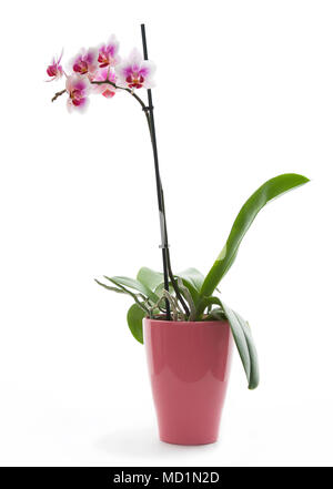 Orchidée rose et blanche sur un pot rose prise dans un studio avec un fond blanc. Banque D'Images