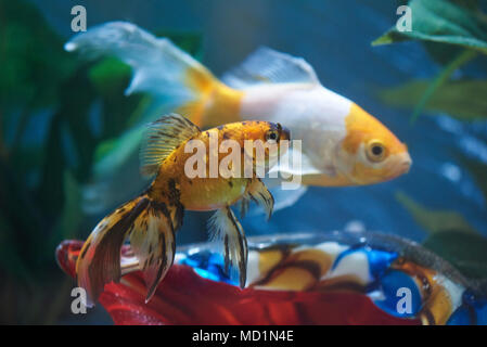 Poissons tropicaux colorés dans l'aquarium. Poissons sous-marine exotique Banque D'Images