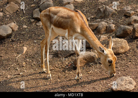 Gazelle Chinkara indiennes, photos gros plan Banque D'Images