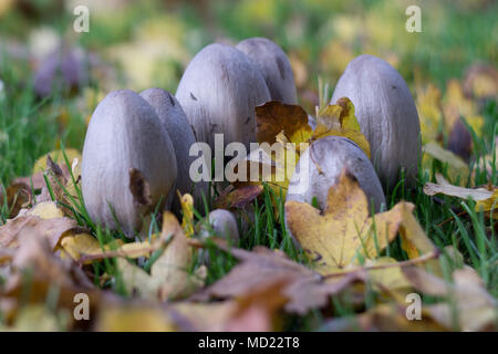 Chambres Lac-mush / toadstools en automne entouré de feuilles brunes qui sont tombées des arbres. Banque D'Images