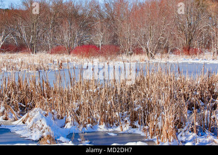 Cornouiller rouge vif se distingue dans une zone humide couvert de neige avec les roseaux en premier plan et arbres en arrière-plan. Banque D'Images