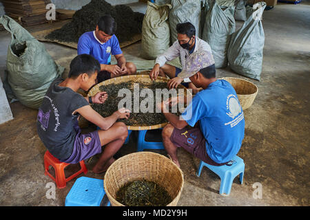 La Chine, le Yunnan, le district de Xishuangbanna, classer et de séchage du thé thé Pu'er Banque D'Images