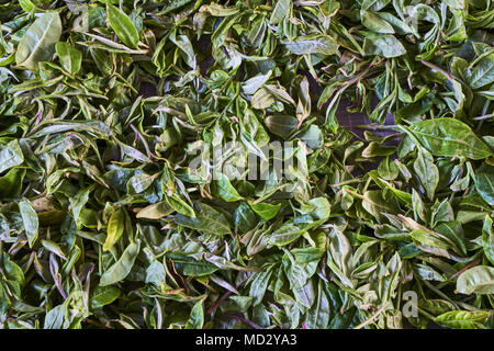 La Chine, le Yunnan, le district de Xishuangbanna, classer et de séchage du thé thé Pu'er Banque D'Images