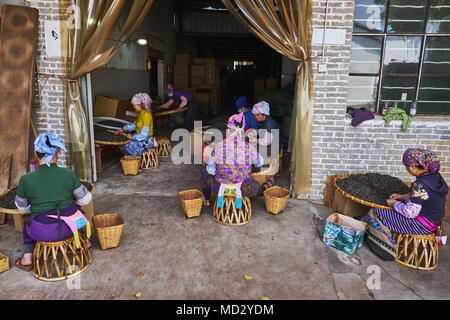 La Chine, le Yunnan, le district de Xishuangbanna, classer et de séchage du thé thé Pu'er Banque D'Images