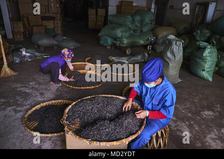 La Chine, le Yunnan, le district de Xishuangbanna, classer et de séchage du thé thé Pu'er Banque D'Images
