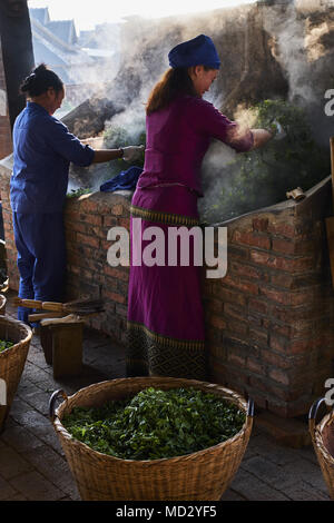 La Chine, le Yunnan, district de Xishuangbanna, séchage de feuilles de thé thé Pu'er Banque D'Images