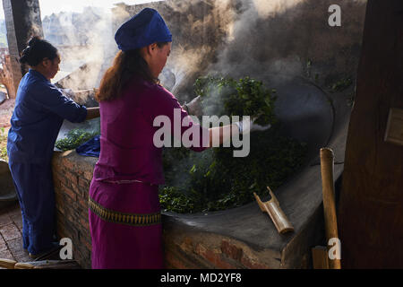 La Chine, le Yunnan, district de Xishuangbanna, séchage de feuilles de thé thé Pu'er Banque D'Images