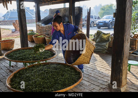 La Chine, le Yunnan, district de Xishuangbanna, séchage de feuilles de thé thé Pu'er Banque D'Images