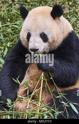 La Chine, la province du Sichuan, Chengdu, Chengdu panda géant centre de recherche de reproduction Banque D'Images