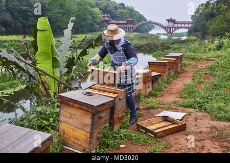 Chine, province du Sichuan, le mont Emei, Leshan, apiculteur à Huangshan bridge Banque D'Images