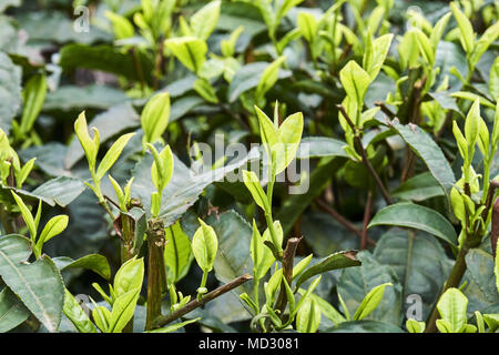 Chine, province du Sichuan, Mingshan, statue de Wu Lizhen, Tea Garden Banque D'Images