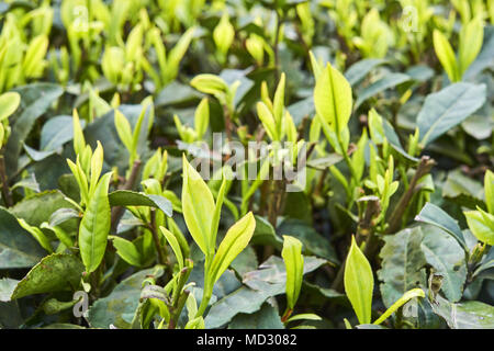 Chine, province du Sichuan, Mingshan, statue de Wu Lizhen, Tea Garden Banque D'Images