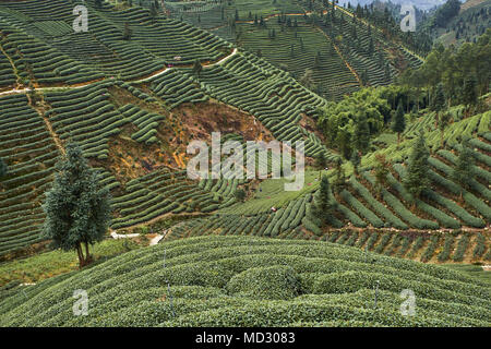 Chine, province du Sichuan, Mingshan, statue de Wu Lizhen, Tea Garden Banque D'Images