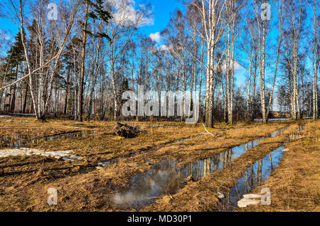 Au début du printemps à l'adge paysage de forêt de bouleau blanc avec patch de la fonte des neiges et de flaque d'eau fondue sur l'herbe sèche jaune à bright sunny Banque D'Images