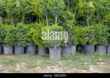 De nombreux arbres de couverture verte Golden Leyland Cupressocyparis leylandii Castlewellan (or) dans la boîte en plastique pour la vente Banque D'Images