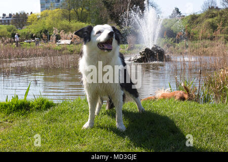 Gravesend, Royaume-Uni. 18 avril, 2018. Blue Eyed dog distinctif le côté d'un étang à Gravesend Prom. Il a été une chaude journée ensoleillée à Gravesend, Kent. Gravesend souvent les températures les plus élevées dans le pays. Rob Powell/Alamy Live News Banque D'Images