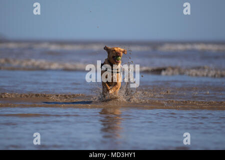 Barry Island, Wales, UK, 18 avril 2018. Un chien aime la vague de Printemps à Barry Island Beach. Credit : Mark Hawkins/Alamy Live News Banque D'Images