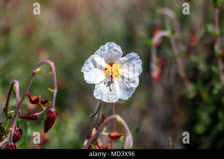 Un peu de fleur. Cistus monspeliensis, connu sous le nom commun de Ciste de Montpellier. Banque D'Images