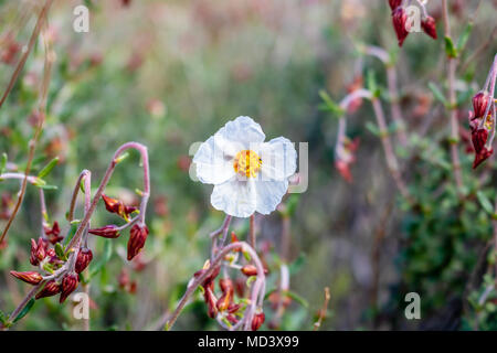 Un peu de fleur. Cistus monspeliensis, connu sous le nom commun de Ciste de Montpellier. Banque D'Images