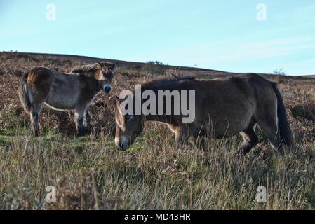 Une paire de poneys Exmoor pâturage sur les landes ouvertes ci-dessous Dunkery Beacon dans le Parc National d'Exmoor, Somerset, Angleterre Banque D'Images