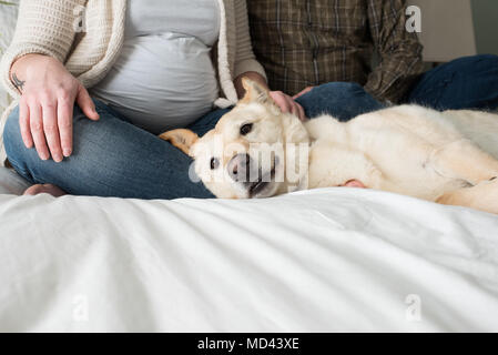 Pregnant woman sitting on bed, partenaire avec chien couché sur le lit à côté d'eux, low section Banque D'Images