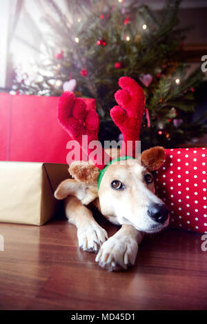 Noël Dog wearing reindeer antlers Banque D'Images