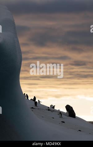 Les pingouins se perchent sur le côté d'un iceberg avec un gros rocher embedded au large de l'île de la déception, de l'Antarctique Banque D'Images
