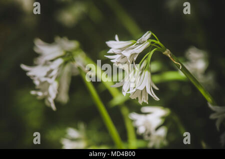 L'Allium triquetrum, three-cornered oignon poireau, de plus en plus de mauvaises herbes sur le côté du chemin, Andalousie, espagne. Banque D'Images