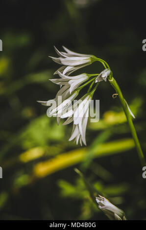 L'Allium triquetrum, three-cornered oignon poireau, de plus en plus de mauvaises herbes sur le côté du chemin, Andalousie, espagne. Banque D'Images