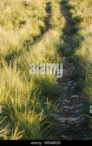 Chemin dans l'herbe longue sparterie, Espagne. Banque D'Images