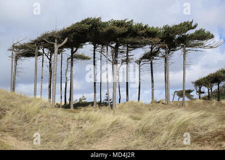 Pins contre un ciel bleu clair en été à Formby Point près de Liverpool et Southport dans le nord-ouest de l'Angleterre, Royaume-Uni Banque D'Images