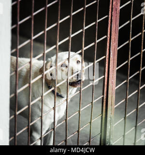 Chien blanc bloqué dans une cage Banque D'Images