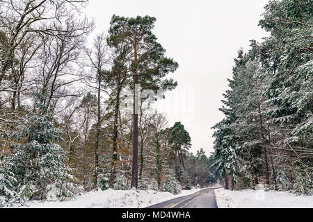 Road dans les Vosges en hiver. Département de France Banque D'Images