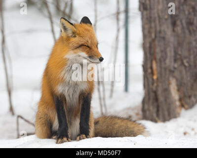 Le renard - Vulpes vulpes, spécimen sain dans son habitat dans les bois, se détend, s'assoit et semble poser pour la caméra. Banque D'Images