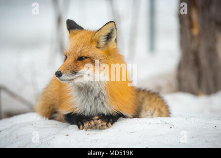 Le renard - Vulpes vulpes, spécimen sain dans son habitat dans les bois, se détend, s'assoit et semble poser pour la caméra. Banque D'Images