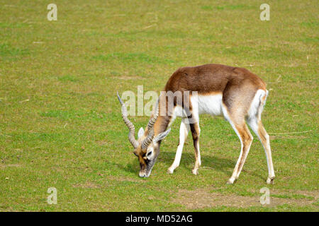 Antilope mâle Antilope cervicapra indiennes (pâturage) Banque D'Images