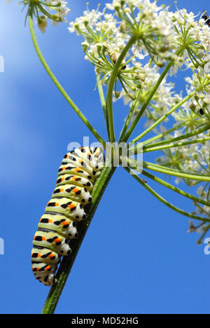 Macro de Caterpillar de Papilio machaon) sur umbellifer fleur, son usine alimentaire,sur fond de ciel bleu Banque D'Images