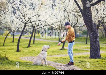 Matin au printemps parc public . L'homme jouant avec son chien (labrador retriever) entre les arbres en fleurs. Prague, République Tchèque Banque D'Images