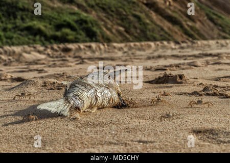 Les crabes sur la plage manger des poissons morts. Banque D'Images