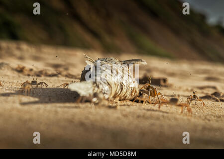 Les crabes sur la plage manger des poissons morts. Banque D'Images