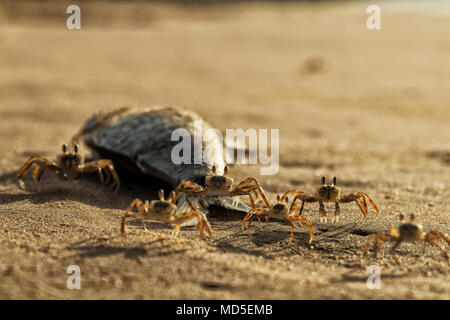 Les crabes sur la plage manger des poissons morts. Banque D'Images